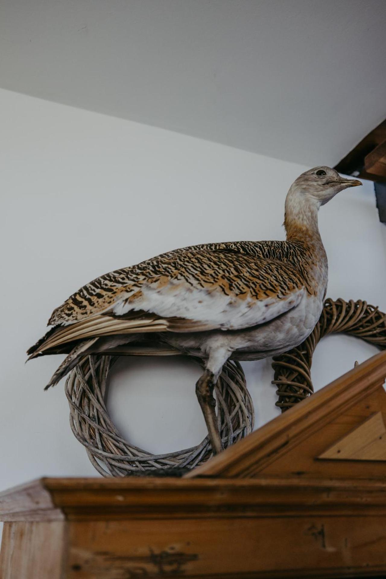 Ferienhaus Wallern Im Burgenland Luaran gambar